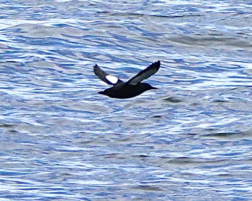 black guillemot